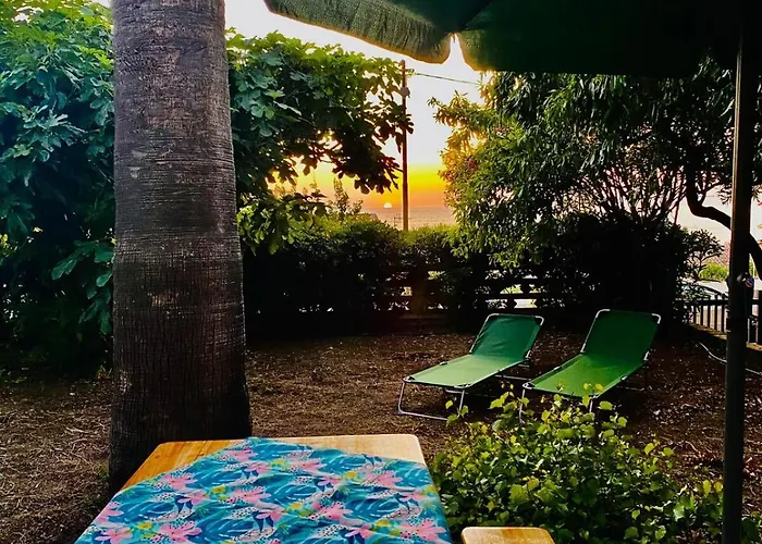 In Under Grand Palm Tree & Garden *
